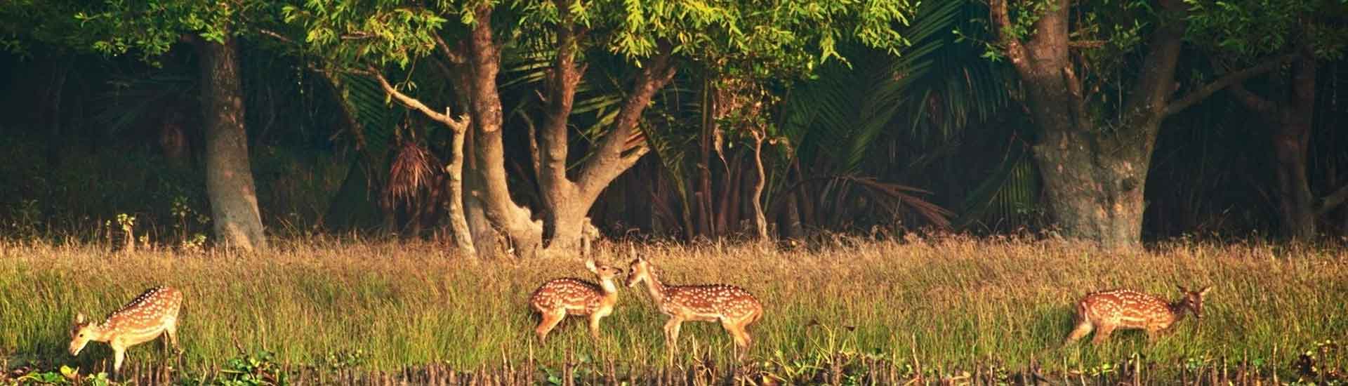 Nature’s Sanctuary : Finding Solace at Sundarban Jungle