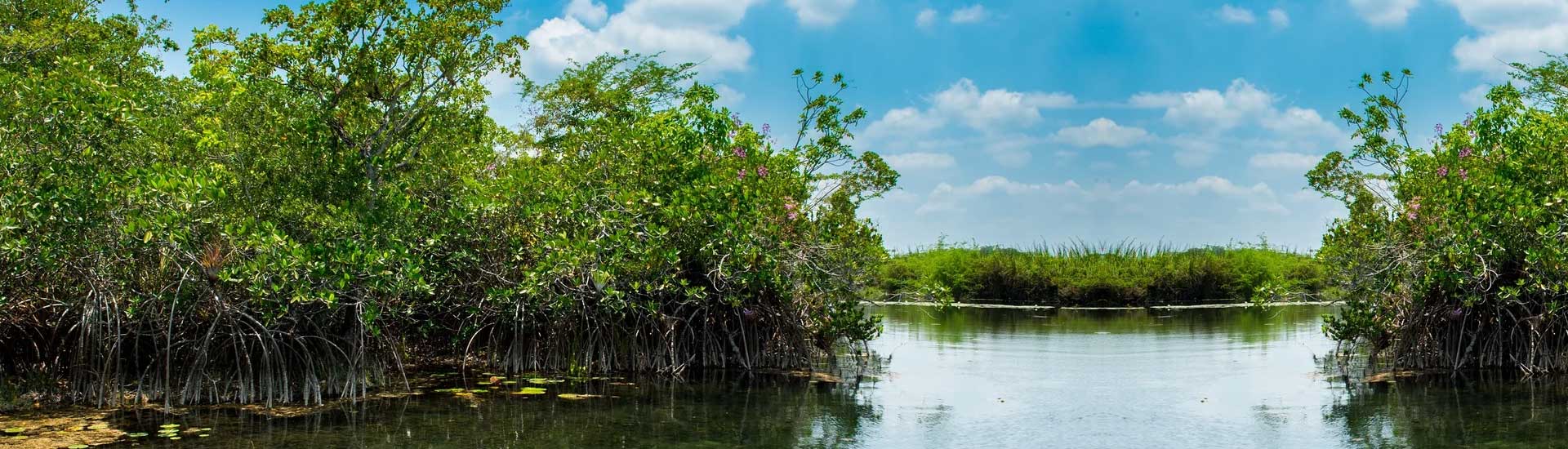 What Makes Sundarban Famous Among Tourist