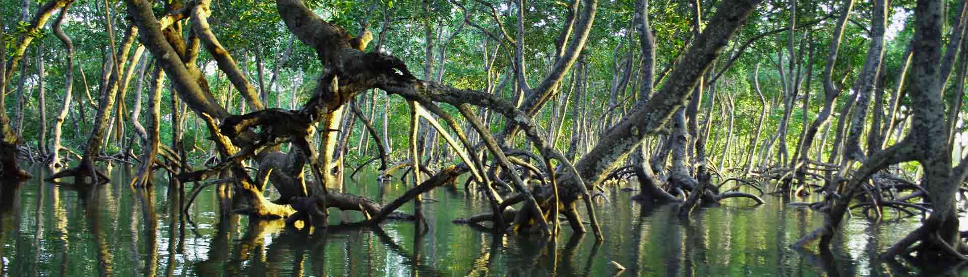 Explore the Travel Destination in Sundarban