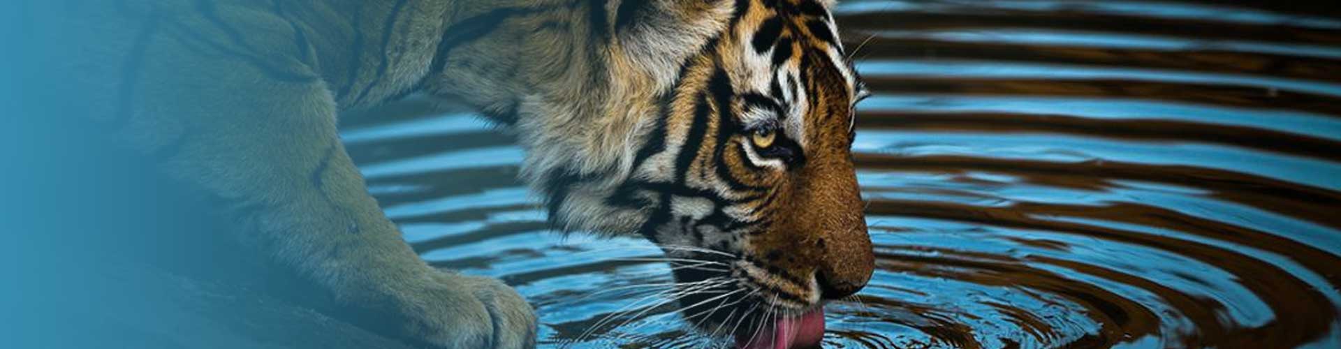 A Feel Free Visit to Sundarban