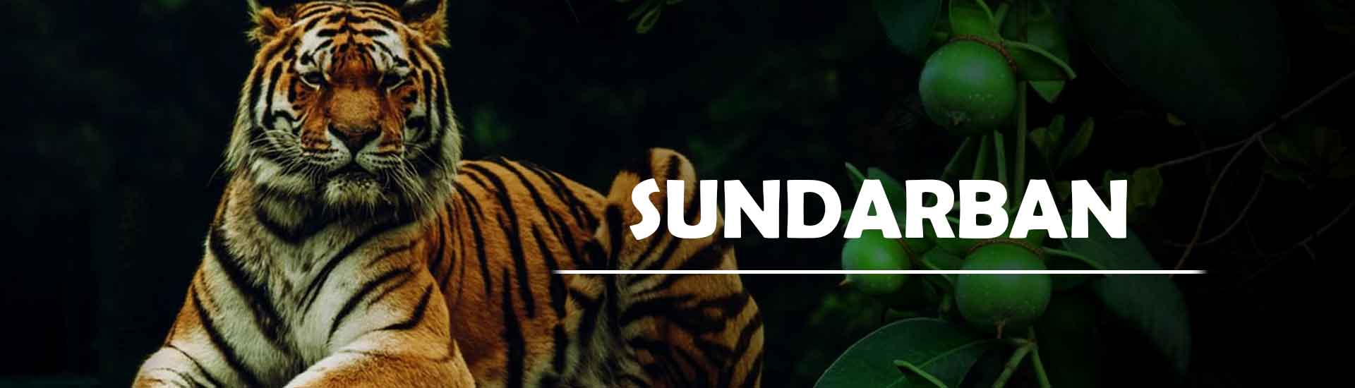 What to Remember While Making Plans for Sundarban Visit