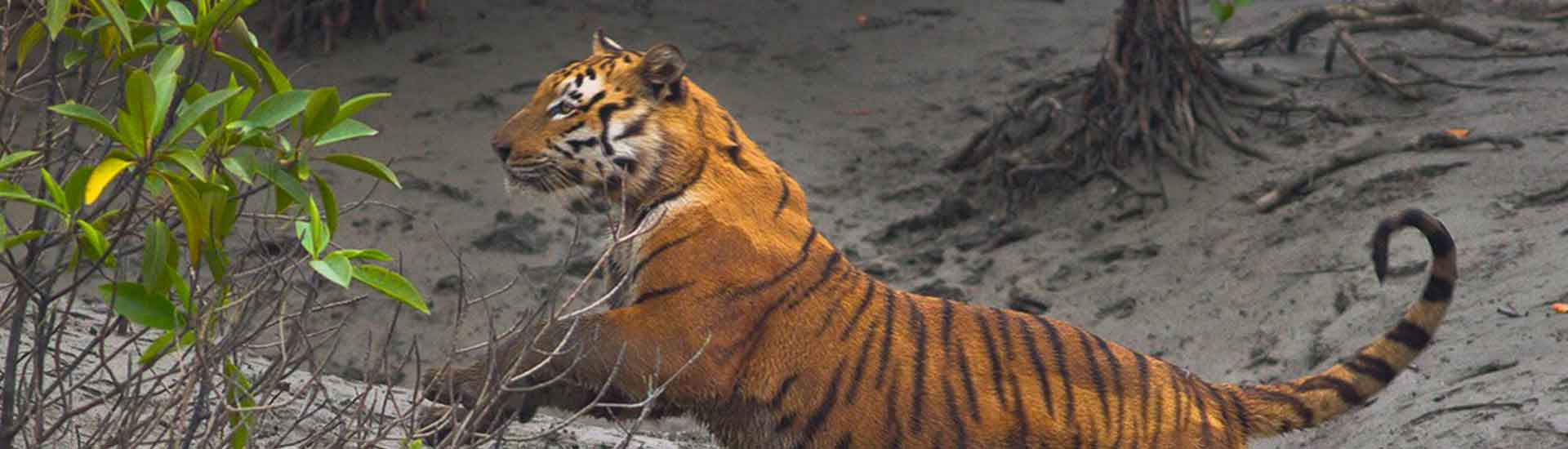 How Does Sundarban Help The Researchers?