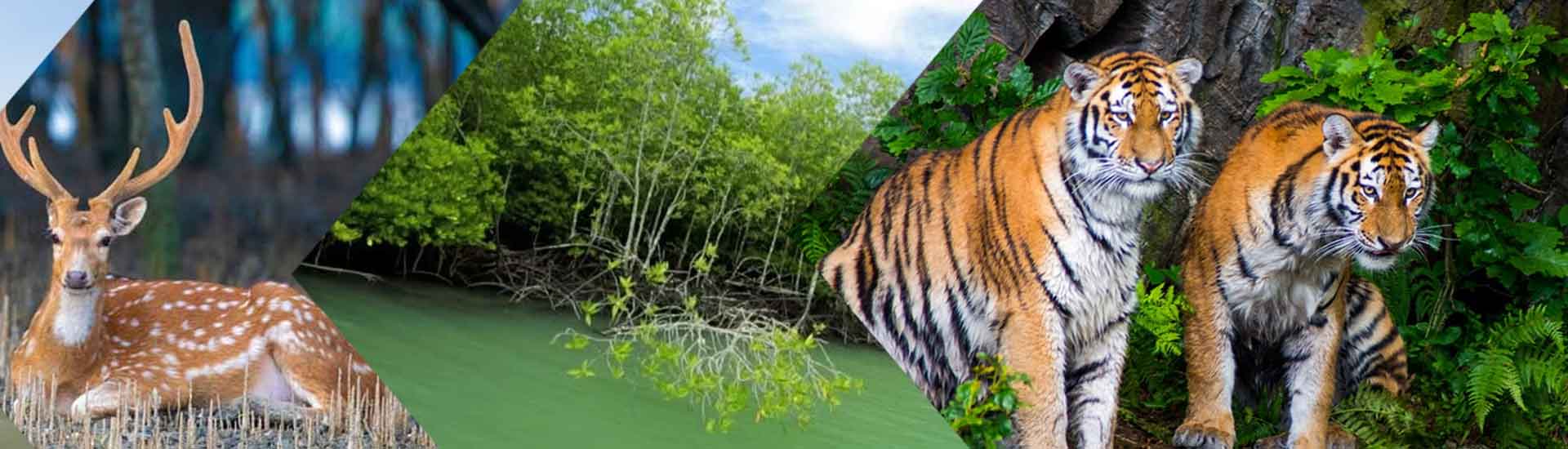 An Unexpected Journey – Travel In Sundarban