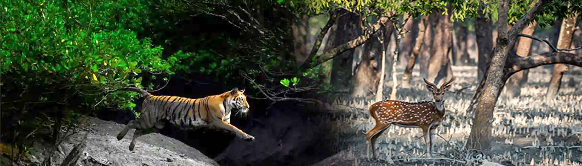 Dive Deep Into The Wild Wonders of Sundarban