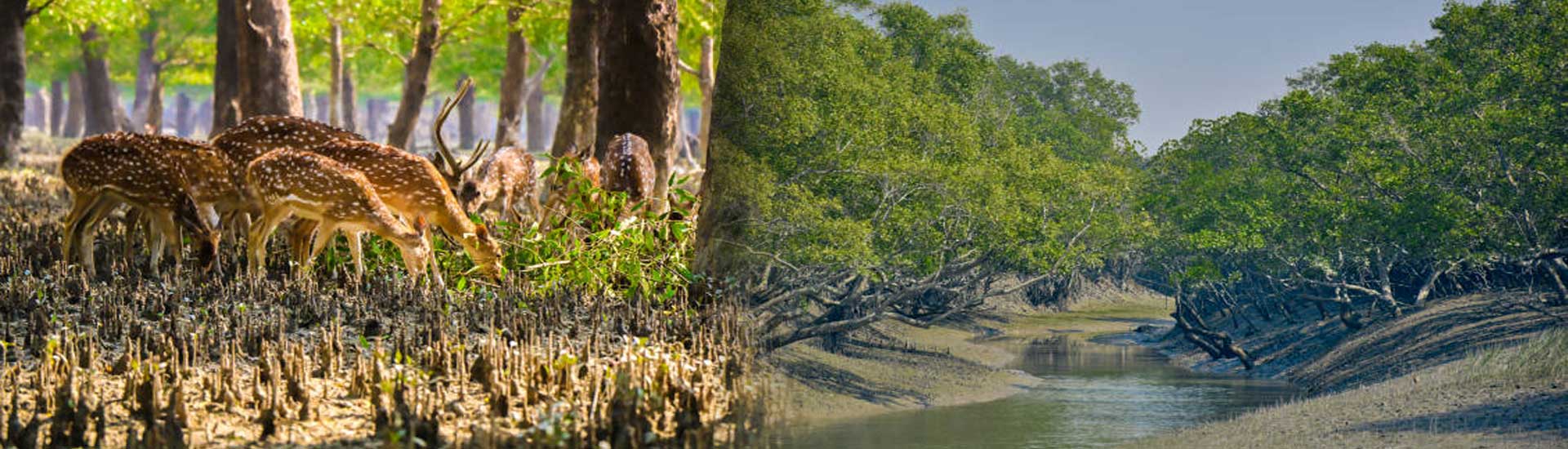 Tour Package from Kolkata With Experienced Travel Agency