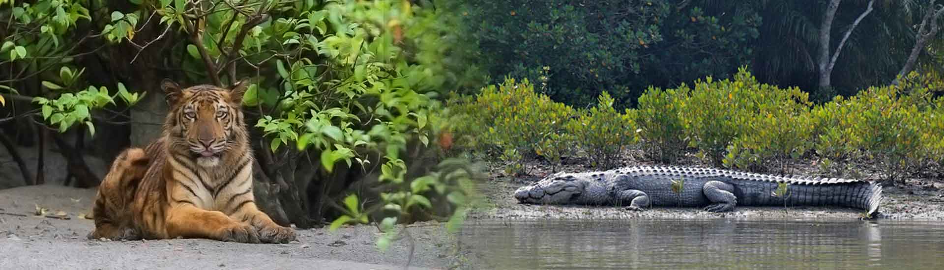 Sundarban Wildness in Durga Puja – Better To See Something