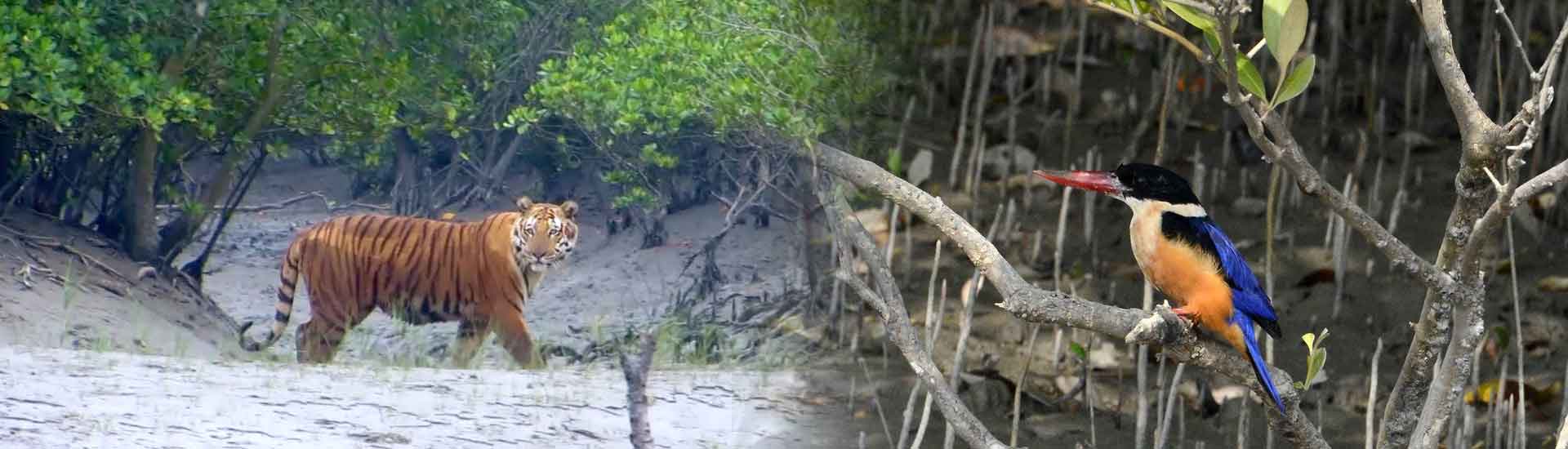 What to Explore On Your Sundarban Holiday