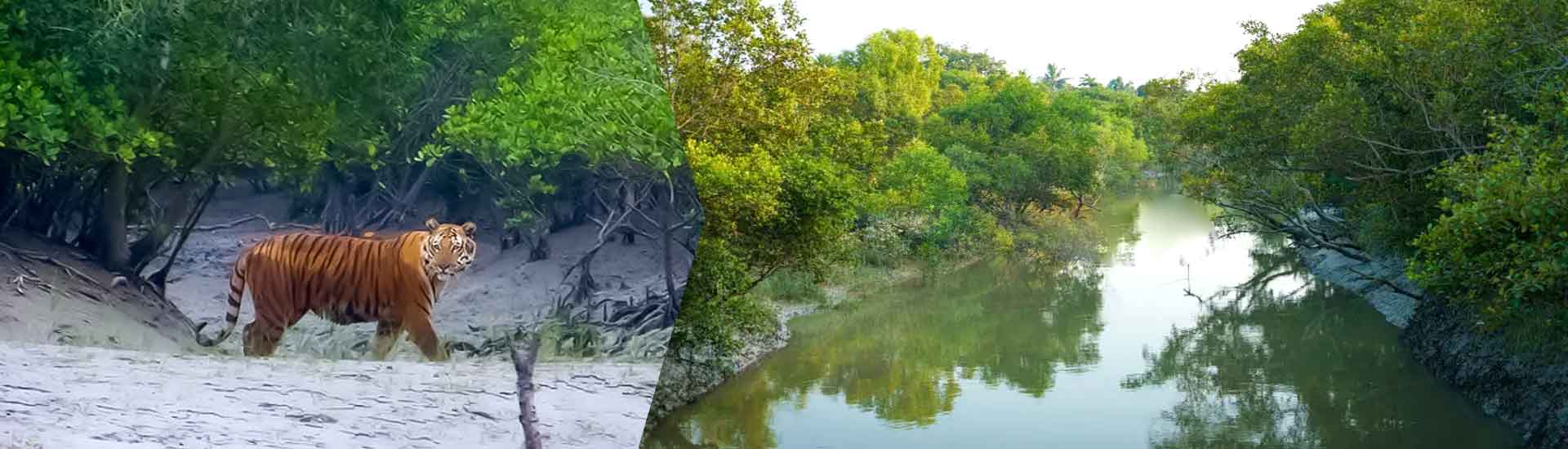 Dive into The Wildlife Adventure in Sundarban