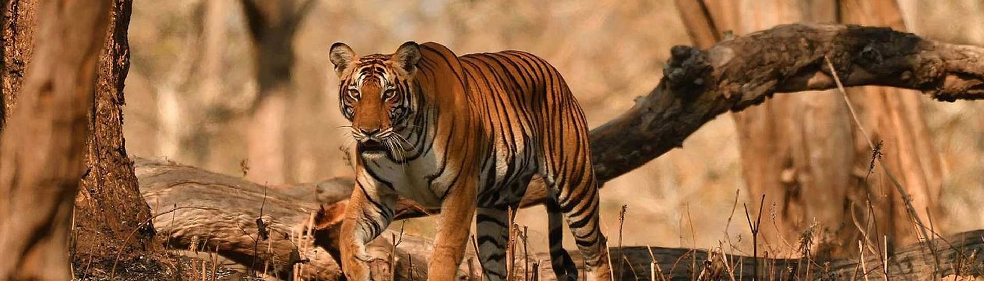 Why Sundarban Is a Budget-Friendly Destination