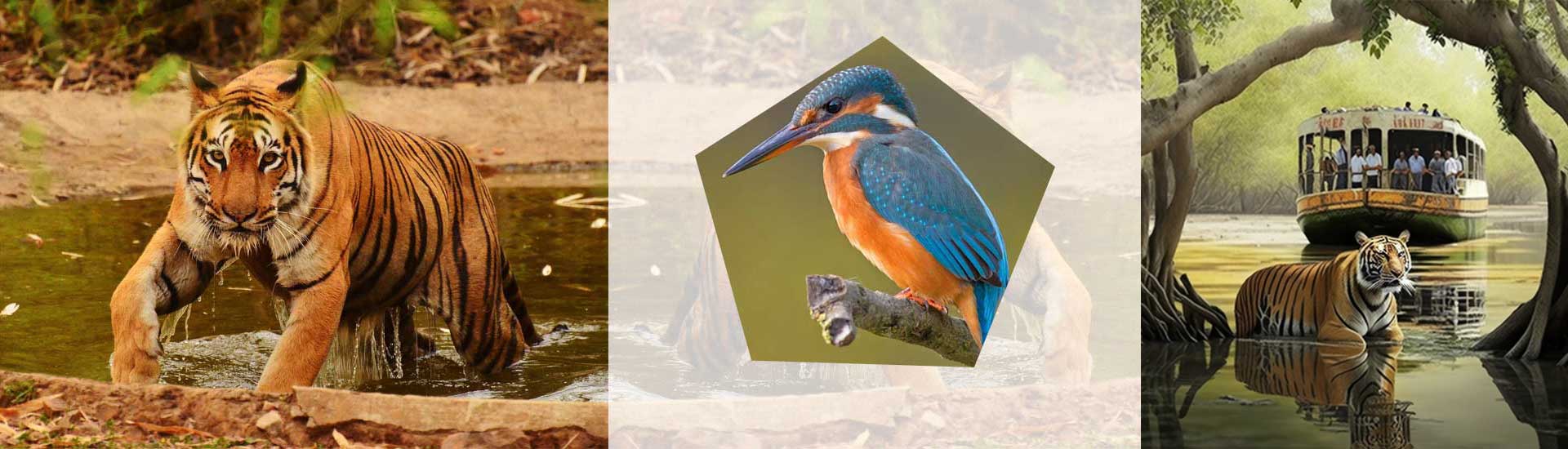 Experience a Fascinating Vacation in Sundarban